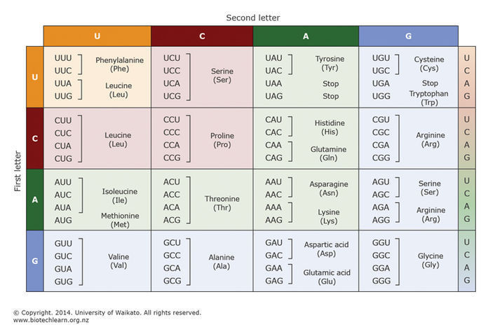 Transcription, translation, & the genetic code (Basic science review ...