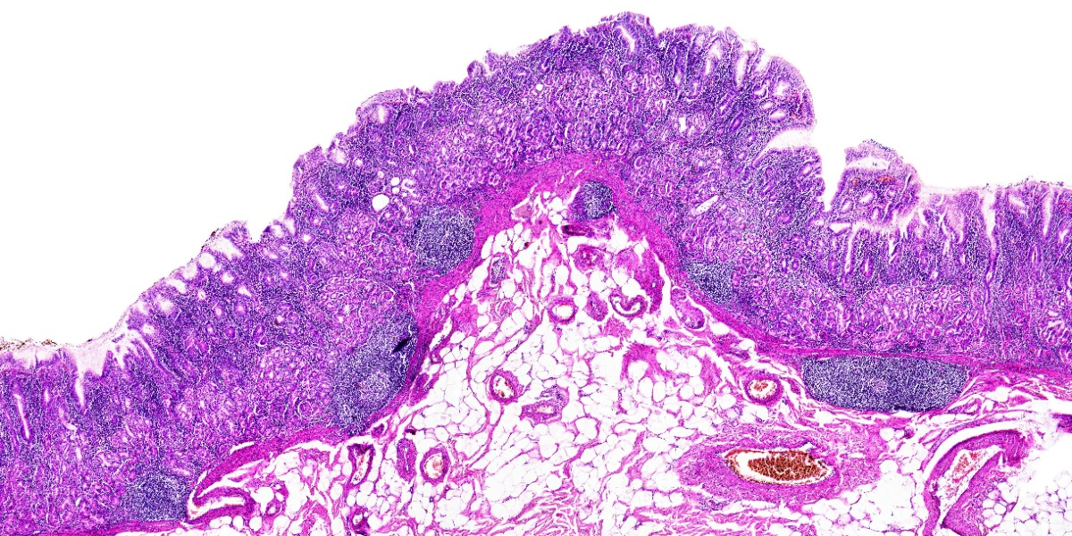 Microscopy images (Basic science review) – CoMo Science