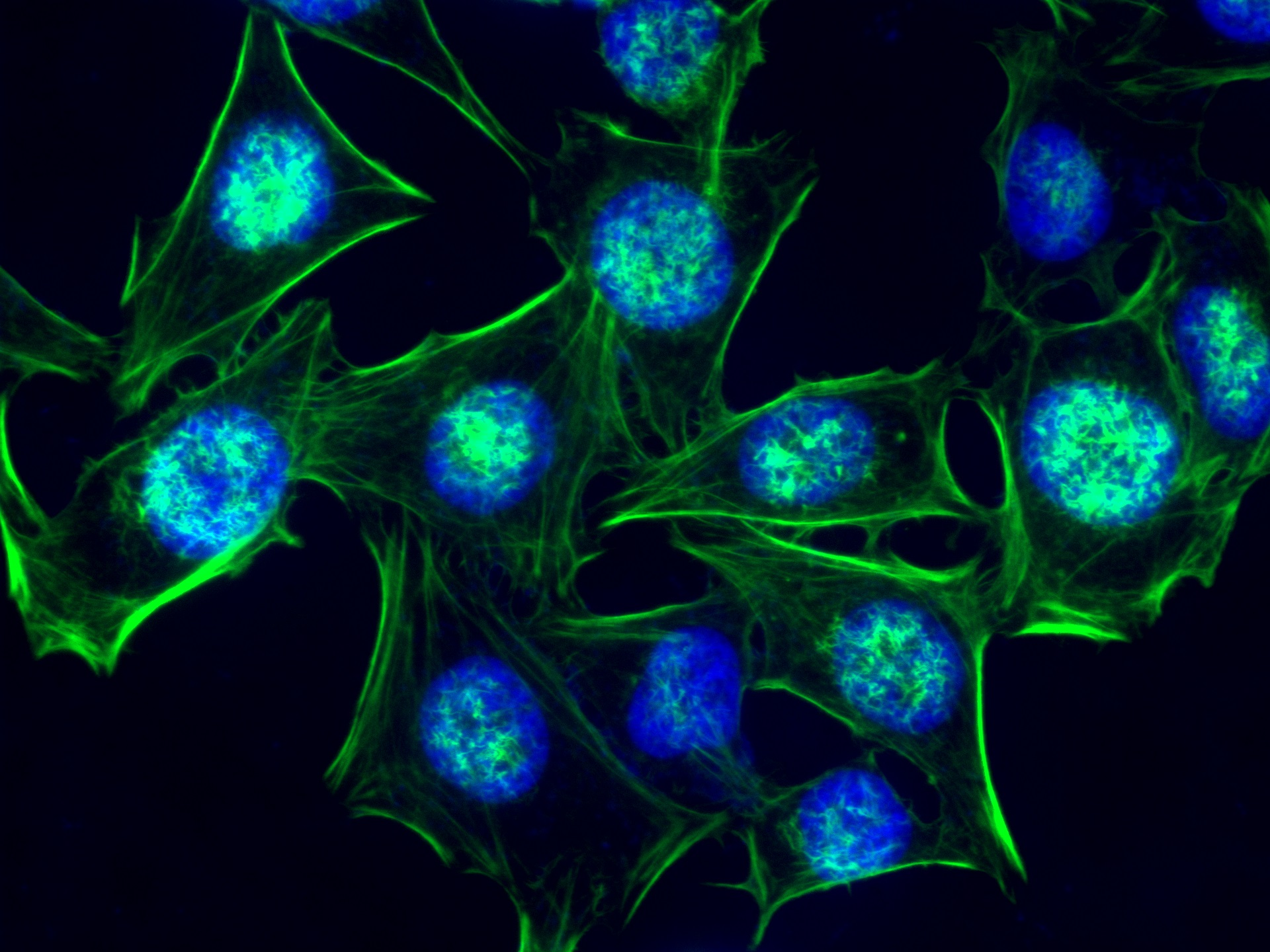 Microscopy images (Basic science review) – CoMo Science