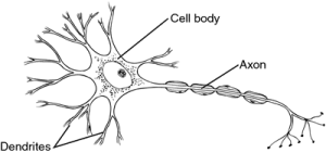 Dendr- – CoMo Science